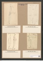Pleurosigma acuminatum (Kuetz) Grun. (de-Toni-Nr.: Genus 13, Species 1075) Zeichnungen Sammlung Grunow Nr. 1945 (NHMW-BOT-W0369081)